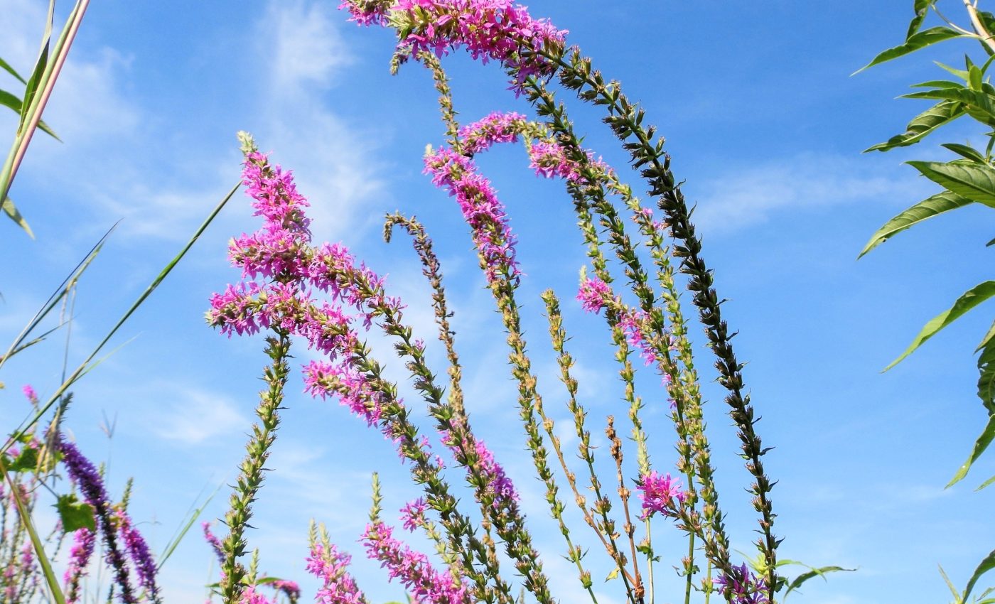 Plants that dominate at home pose the greatest invasive threat abroad