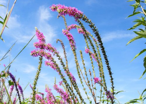 2025/09/plant-invasive-threat.jpg