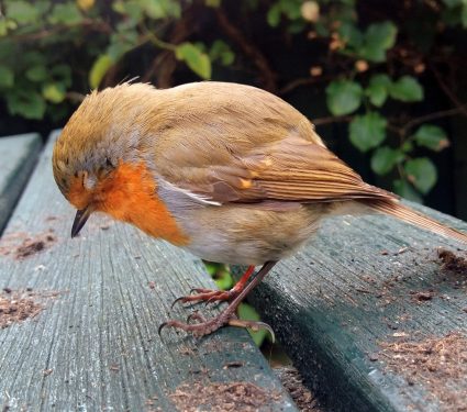 2025/09/Bird-collisions-messaging.jpg