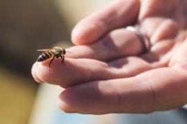 2025/09/bees-humans-social-lives.jpg