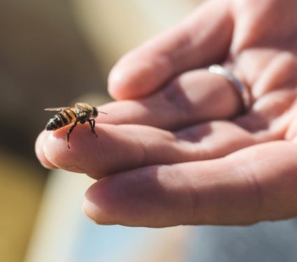 2025/09/bees-humans-social-lives.jpg