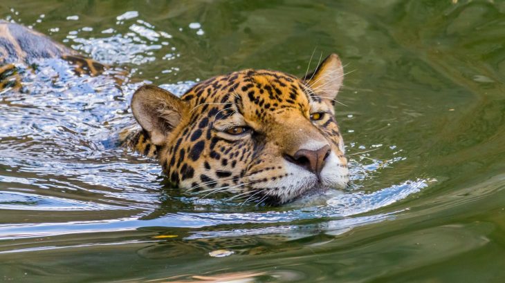 Jaguar stuns scientists with longest swim ever recorded