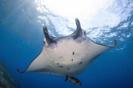 2025/09/World-Manta-Ray-Day.jpg