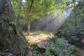 2025/09/tropical-soil3.jpg