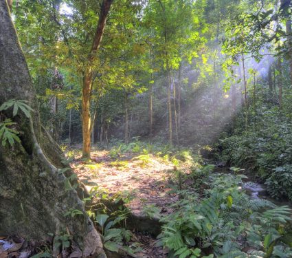 2025/09/tropical-soil3.jpg
