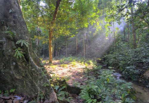 2025/09/tropical-soil3.jpg