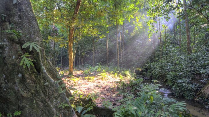 Why tropical forest soils could supercharge global warming