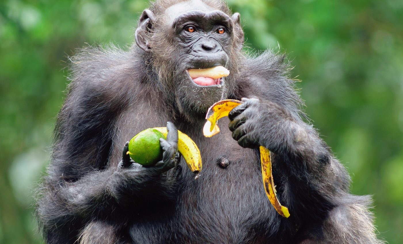 Chimpanzees consume alcohol every day and never get drunk