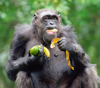 2025/09/Chimpanzees-alcohol-.jpg
