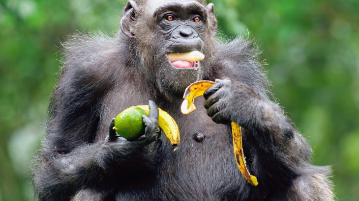 Chimpanzees consume the equivalent of three alcoholic drinks every day, but do they get drunk?