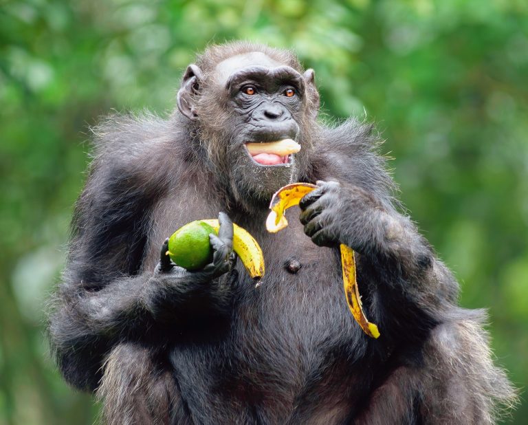 2025/09/Chimpanzees-alcohol-.jpg