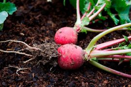 2025/09/Vegetables-plastics.jpg
