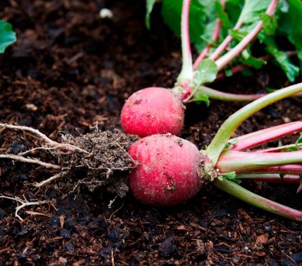 2025/09/Vegetables-plastics.jpg