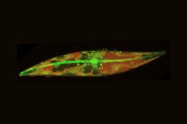 2025/09/Arctic-algae--1.jpg