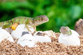 Baby,Green,Iguana,Hatching,From,Egg,On,Pile,Of,Sand