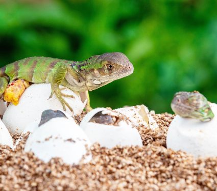 Baby,Green,Iguana,Hatching,From,Egg,On,Pile,Of,Sand