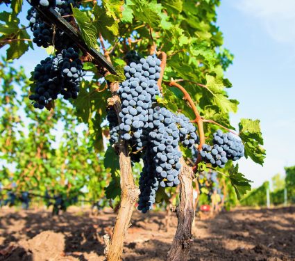 2025/09/Early-wine-farmers2.jpg
