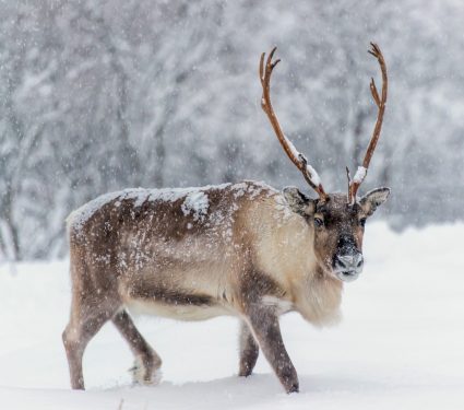 2025/09/Reindeer-grazing-carbon.jpg
