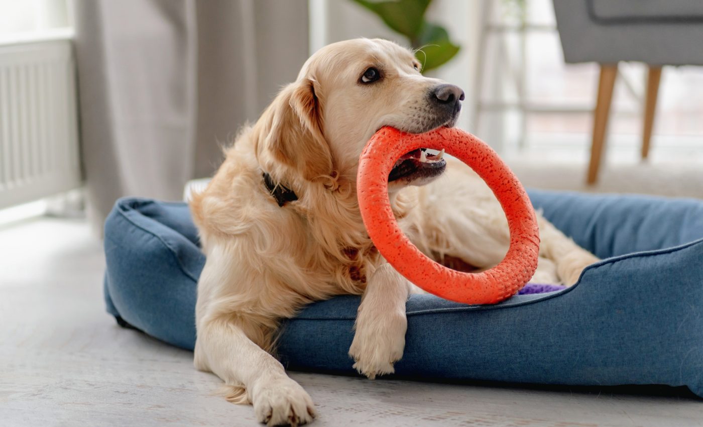 Gifted dogs learn word meanings like toddlers
