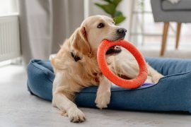 2025/09/Dog-words.jpg