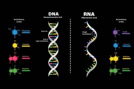 2025/09/junk-dna_rna_major-regulation-role_1m.jpg