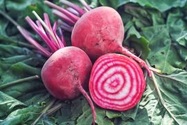 Quick fall wins: What to plant in mid-September