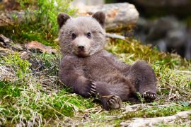 2025/09/early-bears_Ursus-minimus_omnivores_1m.jpg