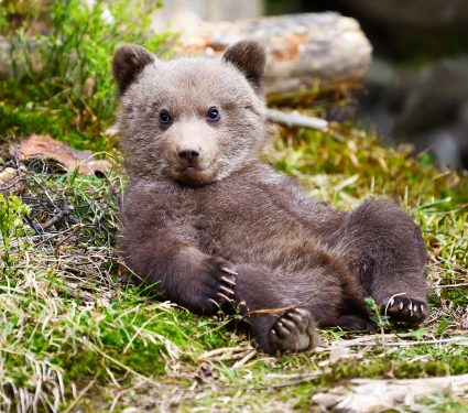 2025/09/early-bears_Ursus-minimus_omnivores_1m.jpg