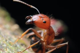 2025/09/Ant-smell.jpg