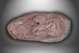 2025/09/baby-dinosaur-embryo-china-egg-fossil.jpg