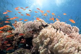 2025/09/Atlantic-corals.jpg