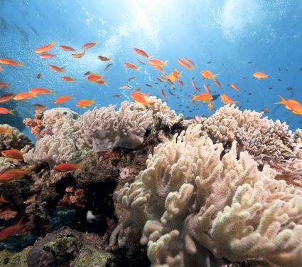 2025/09/Atlantic-corals.jpg