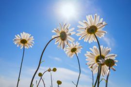 2025/09/Plant-light-stress.jpg
