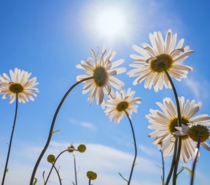 2025/09/Plant-light-stress.jpg