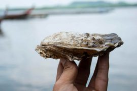 2025/09/humble-shellfish-environment-cleanup.jpg