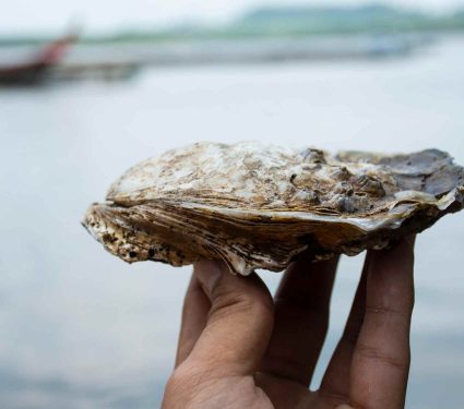 2025/09/humble-shellfish-environment-cleanup.jpg
