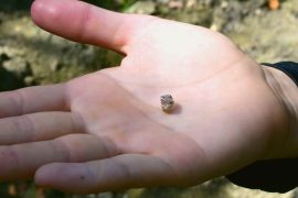 2025/09/new-york-tourist-finds-diamond.jpg