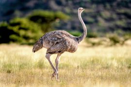 2025/09/Ostrich-fly.jpg
