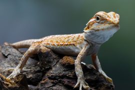 2025/09/Reptile.jpg
