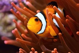 2025/09/clown-fish372.jpg