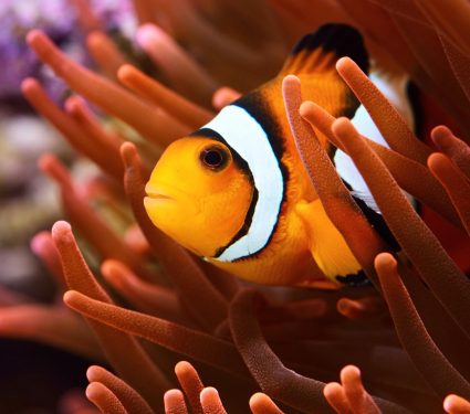 2025/09/clown-fish372.jpg