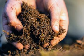 2025/09/soil-carbon273.jpg