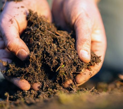 2025/09/soil-carbon273.jpg