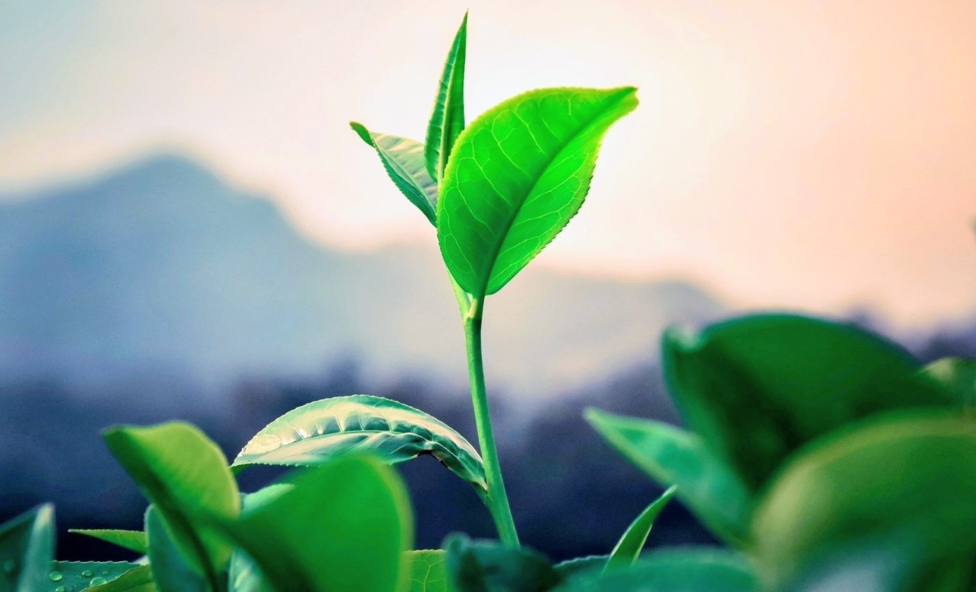 Tea plants show promise for growing food on the Moon