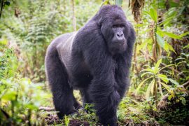 2025/09/World-Gorilla-Day.jpg