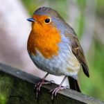 2025/09/Birds-predators.jpg