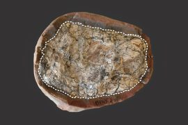2025/09/Fossils-molecules.jpg