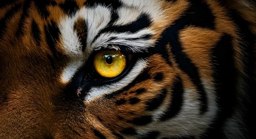 shutterstock_2610335029-1.jpg