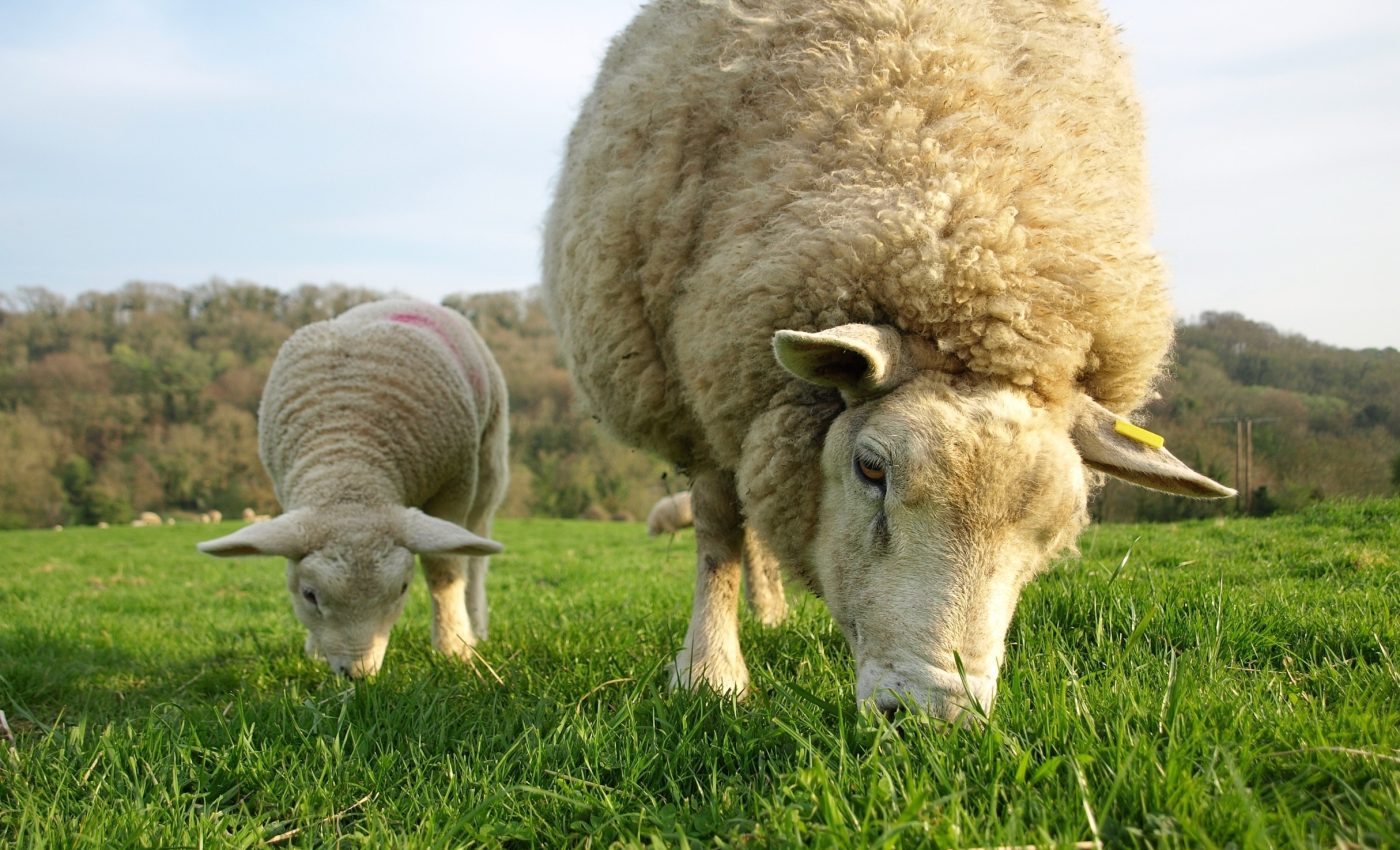 Shifting grasslands: Why overgrazing isn't the biggest threat