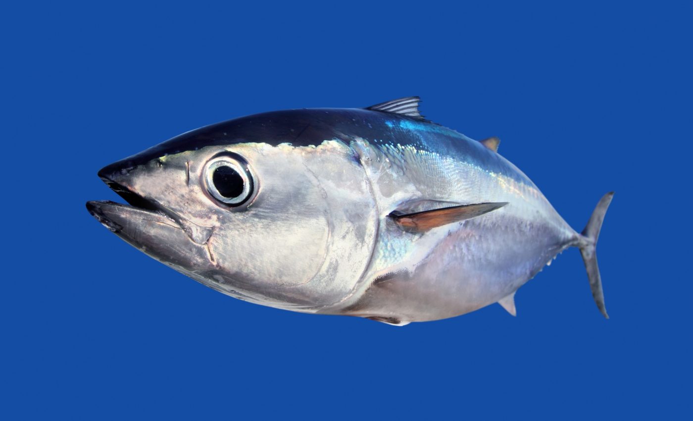 Bluefin tuna convert dangerous mercury into safer forms